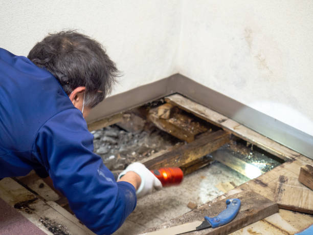 Best Mold Remediation  in Lincoln City, OR