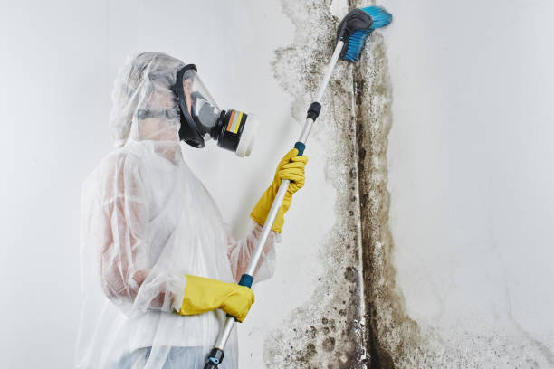 Best Mold Damage Repair  in Lincoln City, OR