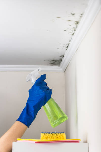 Best Toxic Mold Removal  in Lincoln City, OR