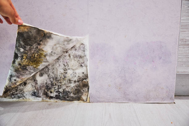 Best Commercial Mold Removal  in Lincoln City, OR